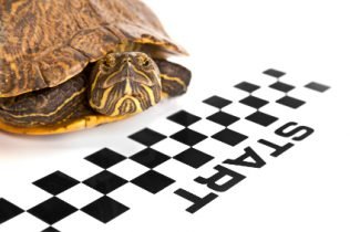 Turtle-speed-316x210  