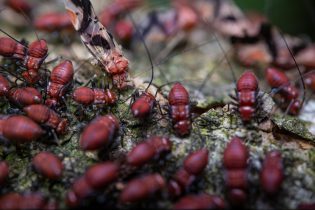 Termite Infestation