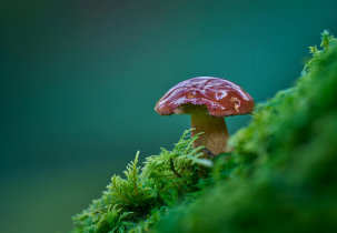 Close Up of a Mushroom Growing in the Wild