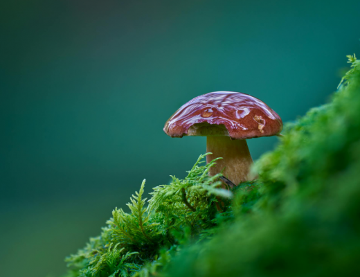 Close Up of a Mushroom Growing in the Wild