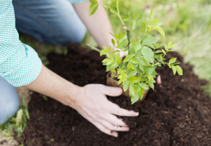 Woman Planting a Small Tree