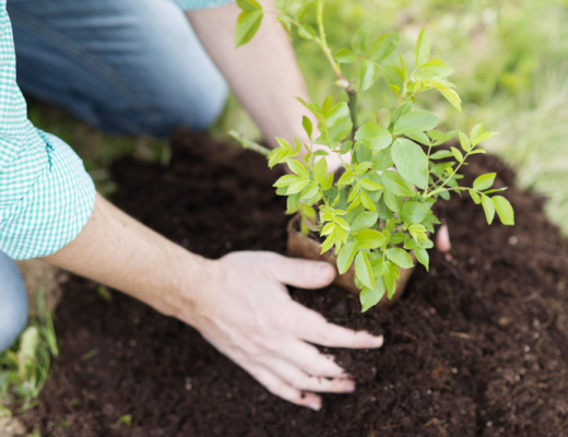 Woman Planting a Small Tree