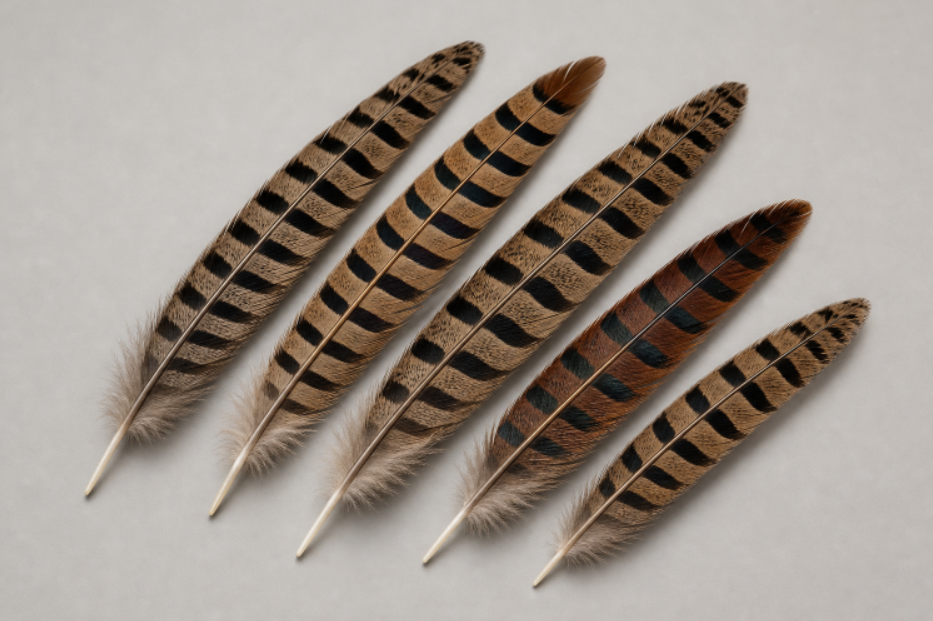 5 Various Sized Feathers